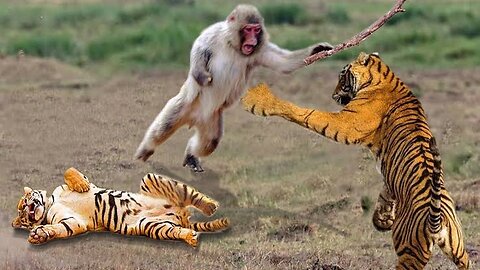 Tiger with monkey funny moments