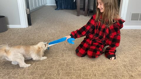 Cute pup loves to play tug of war