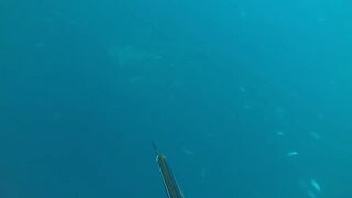 Spearfishing in Jupiter FL