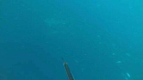 Spearfishing in Jupiter FL