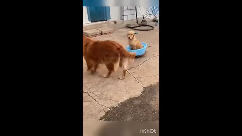 funny videos of Animals 😂