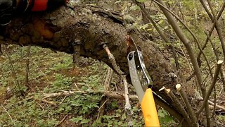 Silky Professional BigBoy 2000 Hand Saw - In Action
