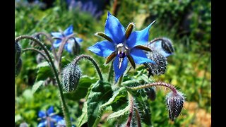 Borage Health and Garden Benefits