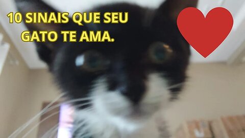 Os 10 Sinais de Amor dos Gatos Como Saber se Seu Felino Te Ama!