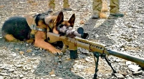 Army Dog takes Revenge on it_s owner_s enemies _ Film_Movie Explained in Hindi_Urdu _ Movie Story
