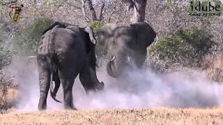 Elephant Clash