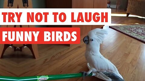 Funny Bird