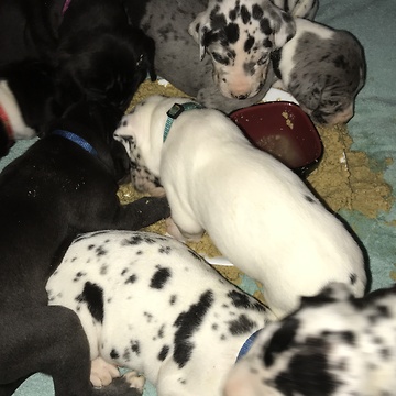 Great Dane Puppies