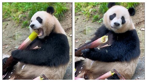 A food broadcast show in the animal kingdom, giant pandas eat bamboo