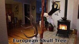 Make an Inexpensive European Skull Trophy Tree.