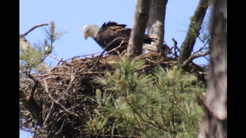 Bald Eagle on the nest with 2 healthy chicks