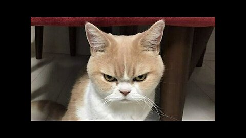 Funny animals - Funny cats dogs - Funny animal videos