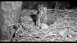 Fully Fed, Nuzzles, and Sound Asleep 🦉 3/1/22 22:26