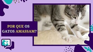 Por que os GATOS AMASSAM? E o que isso SIGNIFICA?