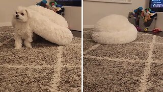 Pup displays under-the-bed hiding routine until dinner time