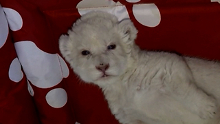 New White Lion Cub Born In Serbia