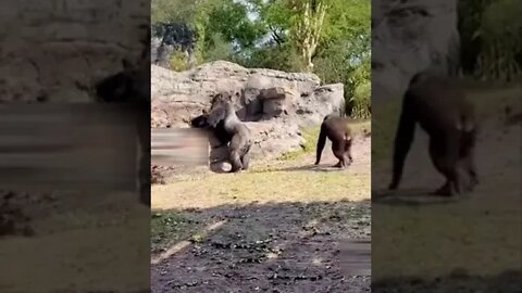 Naughty gorilla play with each other wild life #Petsandwild #gorilla