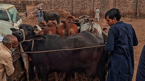 Asian 😲 Cattle Market at Pakistan | Heroic - Big_Bulls - Cow - Horses & More 🥵