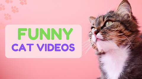 Funny Cat Videos Very Hilarious