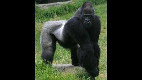 Congo Gorilla Documentary