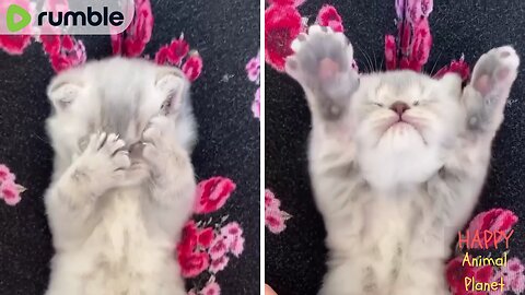 Funny and Cute Cat | Adorable kitten 💕