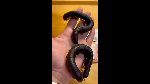 Giant millipede toy 🪱 Just add water