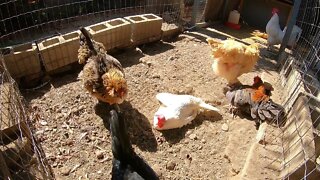 Backyard Chickens Relaxing Compilation Sounds Noises Hens Clucking Roosters Crowing!