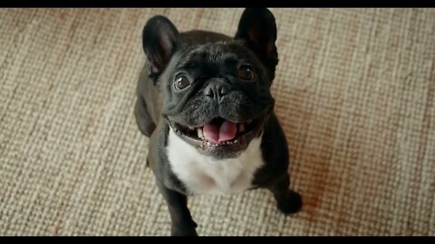 Cute playful french bulldog in living room