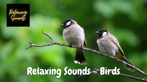 Relaxing Sounds - Birds