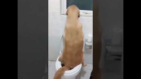 Funny Dogs Compilation - Try Not To Laugh