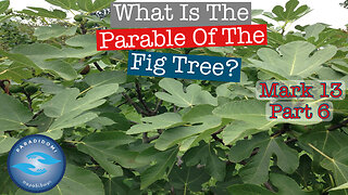 What Is The Parable Of The Fig Tree?