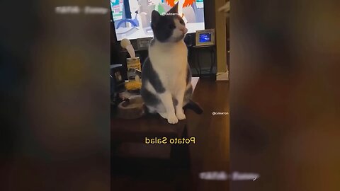 funny cats and dogs/ funny videos for animals 😂