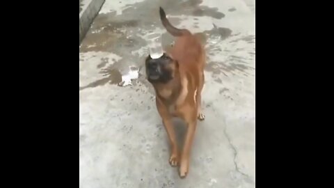 Dog balancing with water glass!