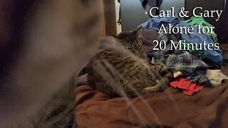 Carl and Gary (Cats Recorded for 20 minutes)😺 😸