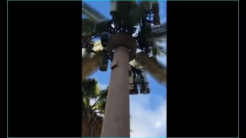 5G Pulse Equals Death. CA-Dead Bees Around Antenna Disguised as Palm Tree