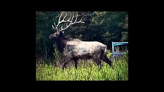 Trip to see the Elk herds in Buchanan & Dickenson counties Virginia