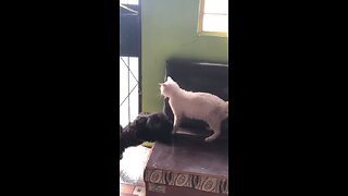 Funny Videos Cat and Dog