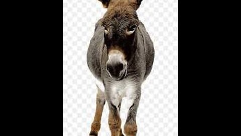 DonkeyCompanion #DonkeyBeauty #DonkeyFun