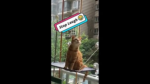 Funniest Cat Video Shorts 😻 | Cute & Hilarious Cat Moments 🐾 #shorts #cute #cat