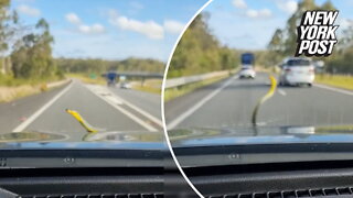 Green tree snake takes a wild ride on the hood of a car