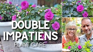 🌿 Double Impatiens Care | Friday Plant Chat 🌿