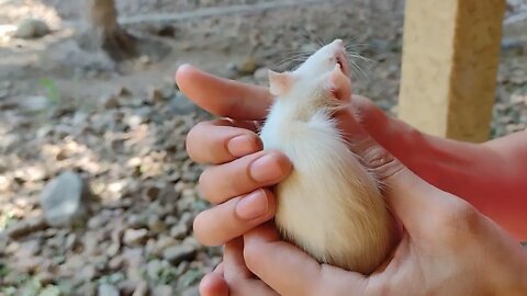 White Rat in hand