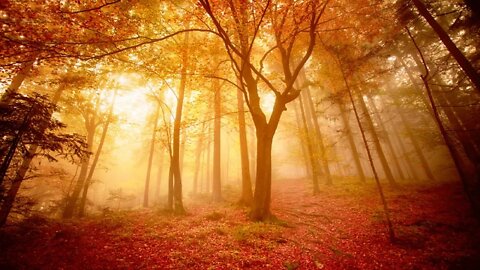 Relaxing Autumn Music - Autumn Glow Woods | Sleep Music, Study Music ★77