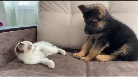 German Shepherd Puppy and Kitten Playing [TRY NOT TO LAUGH].