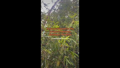 Bamboo Blowing In The Wind - The Sounds Of Bamboo - Ocoee Bamboo Farm 407-777-4807