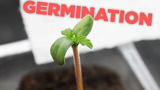 How to Germinate Cannabis, Hemp, Weed & Marijuana Seeds with Rapid Rooters - Easy Sprout 2023 UPDATE
