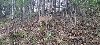 Deer In Nature