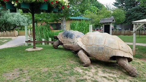Giant Tortoises at Full Speed