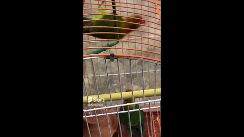 Cute parrots are fighting 🤯#shorts #birds #rumble #viral #birdslover #foryou #parrort