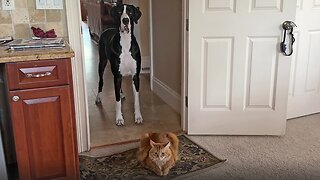 Funny Great Dane Complains But Bows To Cat Guarding Doorway